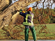 Technische Hilfe Baum über Straße